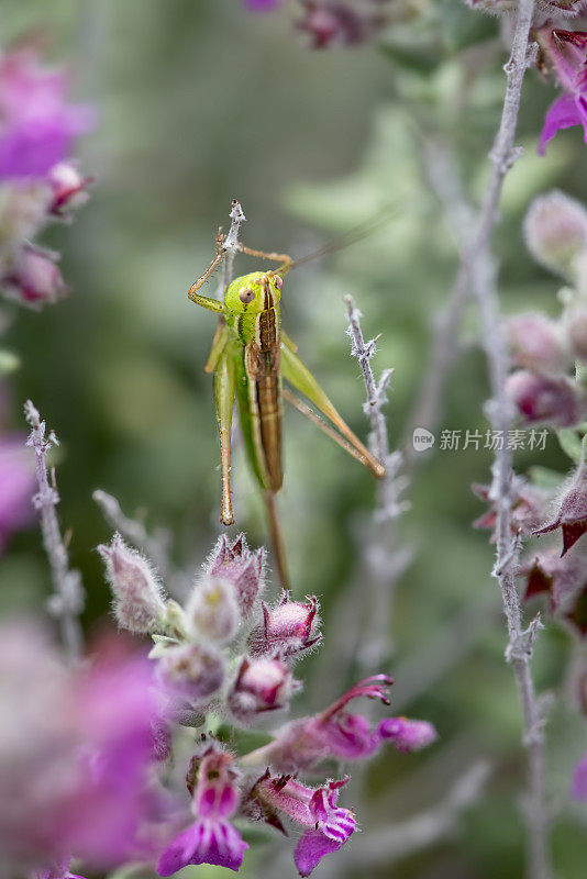 绿草甸蝈蝈(Conocephalus upoluensis)